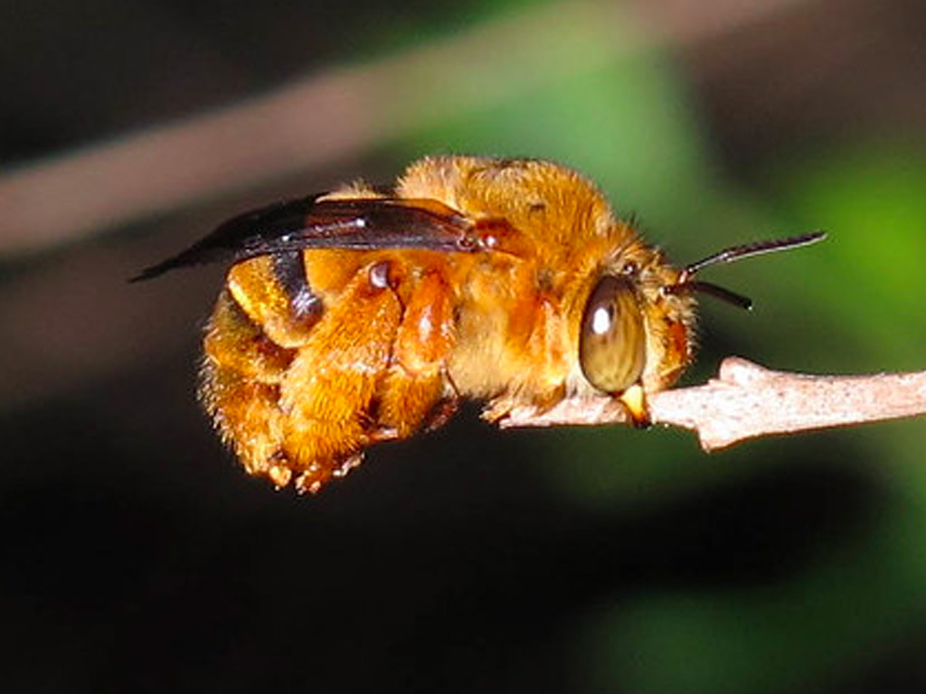 Amegilla bombiformis