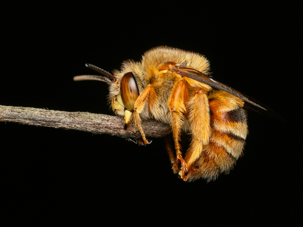 Teddy bear bee