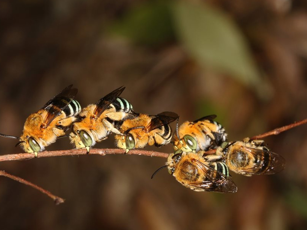 Blue-banded bee