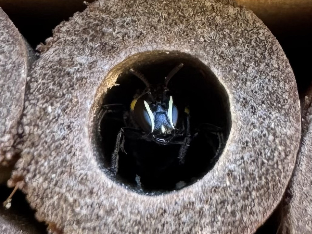 Masked bee