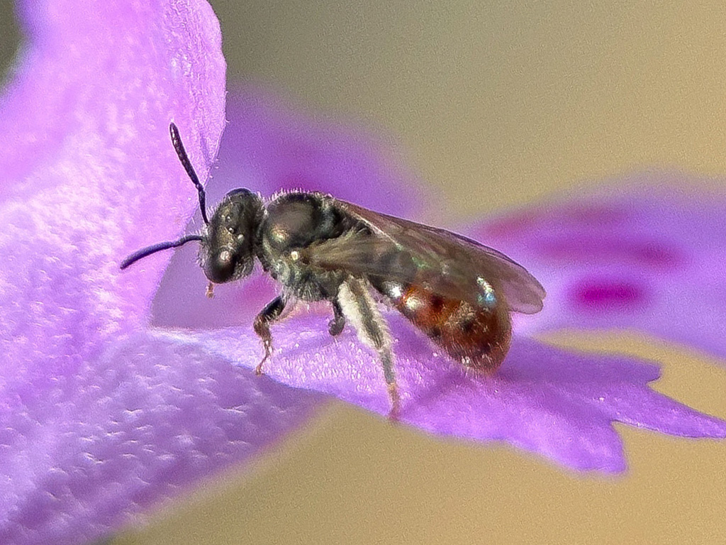 Sweat bee
