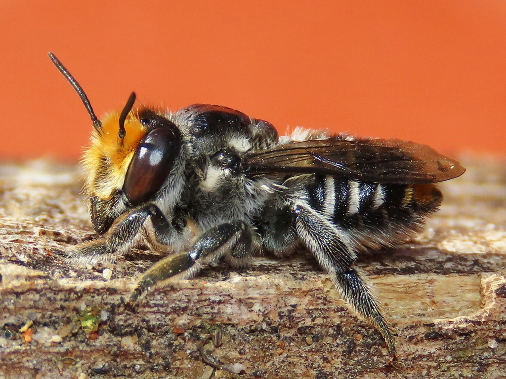 Leafcutter bee