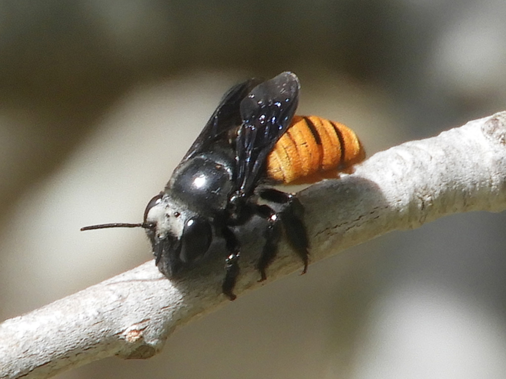 Fire-tailed resin bee