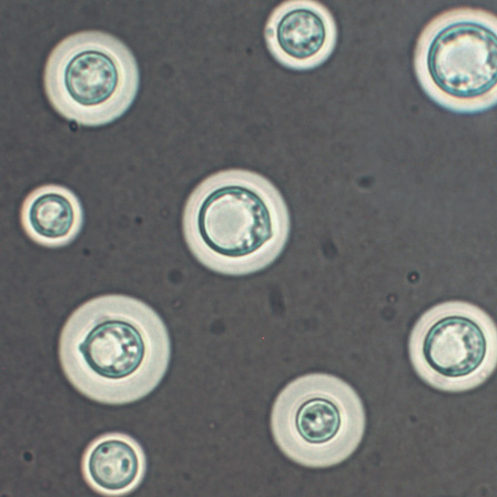fernandes2016species.jpg