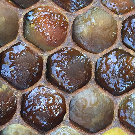 fernandes2024pollen.jpg