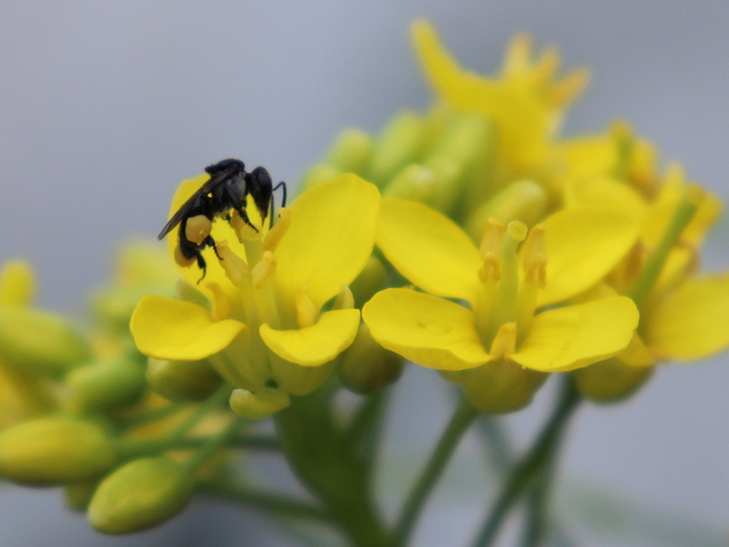 Sugarbag bee