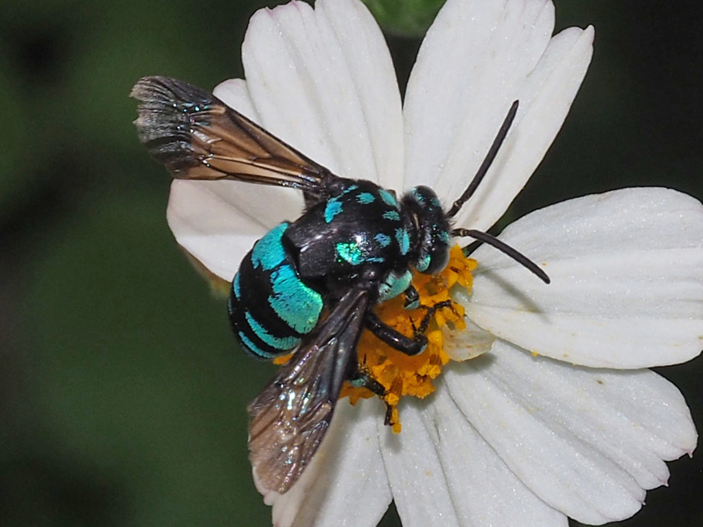 Neon cuckoo bee
