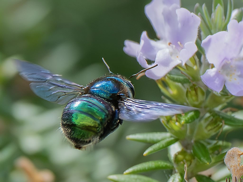 Green carpenter bee